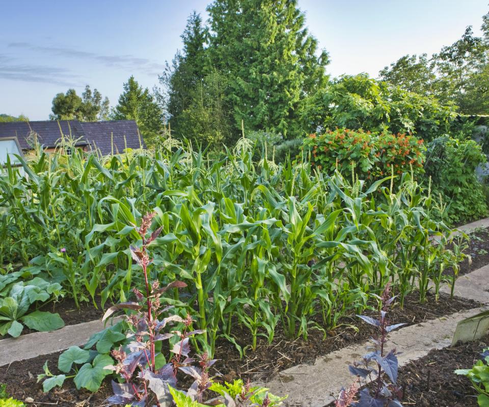 Sweetcorn in a vegetable garden