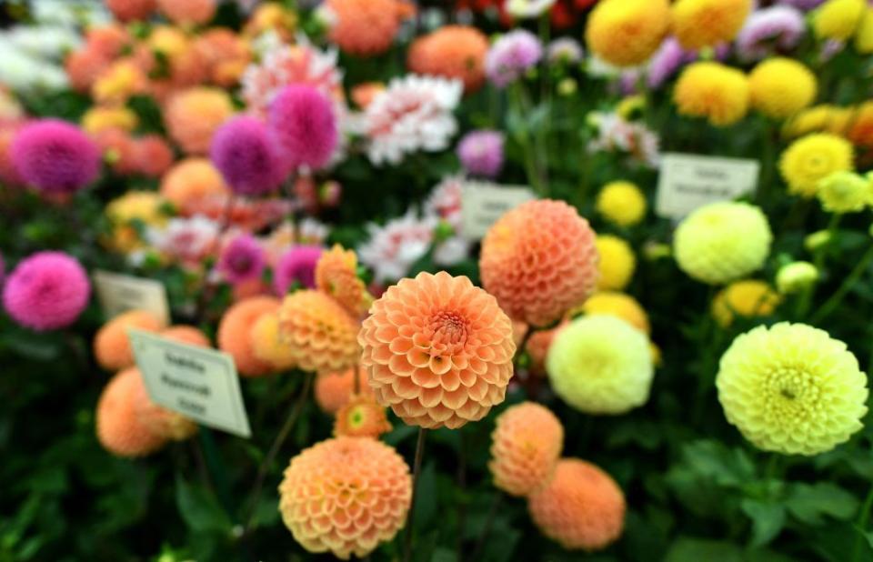 chelsea flower show winners