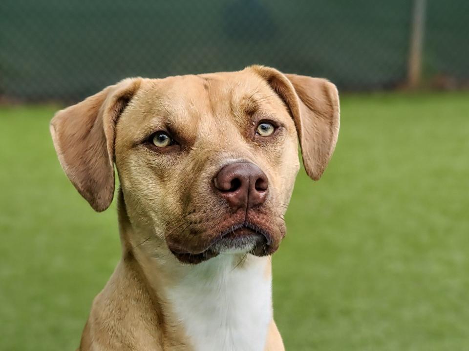 Goony is about 2 years old and a volunteer and staff favorite. If you want to laugh, come meet Goony. He loves to go for walks and run and play in the yard. He's a medium-size dog that will need a fenced yard to romp in and will entertain you for years. To meet Goony, call 405-216-7615 or visit the Edmond Animal Shelter, 2424 Old Timbers Drive.