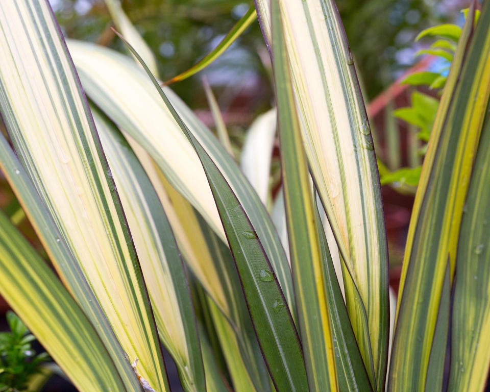 PHORMIUM COOKIANUM ‘CREAM DELIGHT’