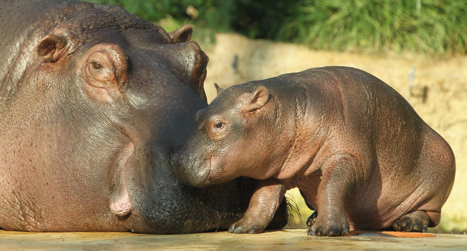 Baby Hippopotamus Presentation At Berlin Zoo