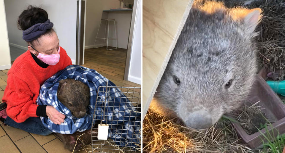 Left, Beth Nasser holds a blanket around wombat BamBam. Right, the wombat can be see peaking round a corner outdoors. 