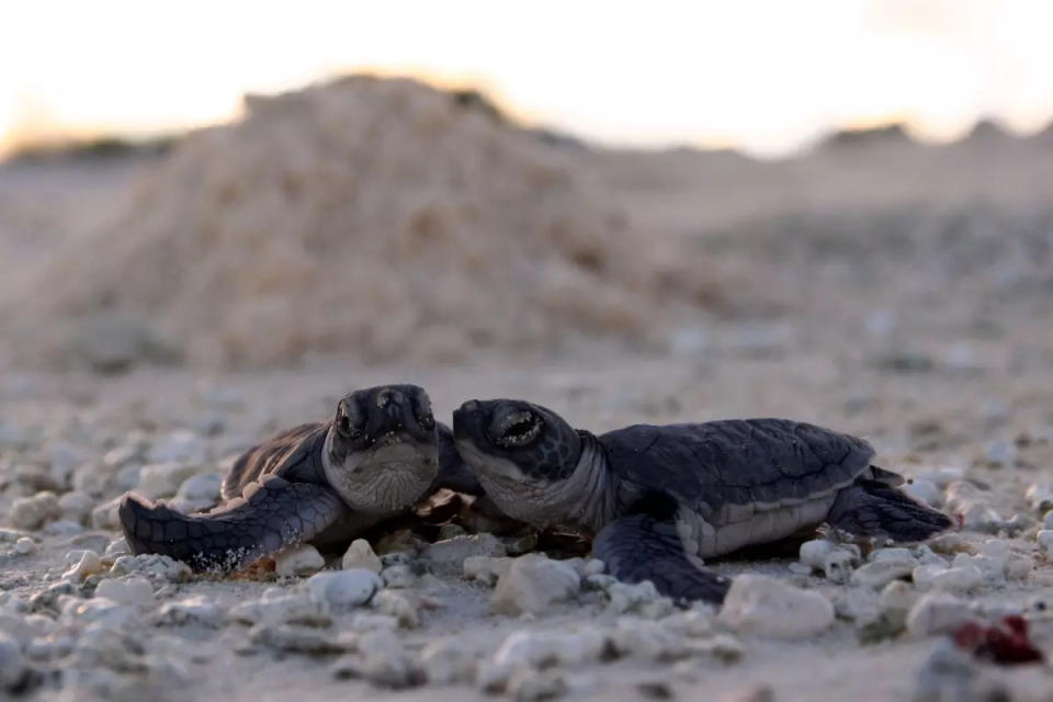 The Outer Banks, especially the Cape Hatteras National Seashore, saw the vast majority of the state's green sea turtle nests in 2023. Closer to Wilmington, Topsail Island saw three nests and Holden Beach two.