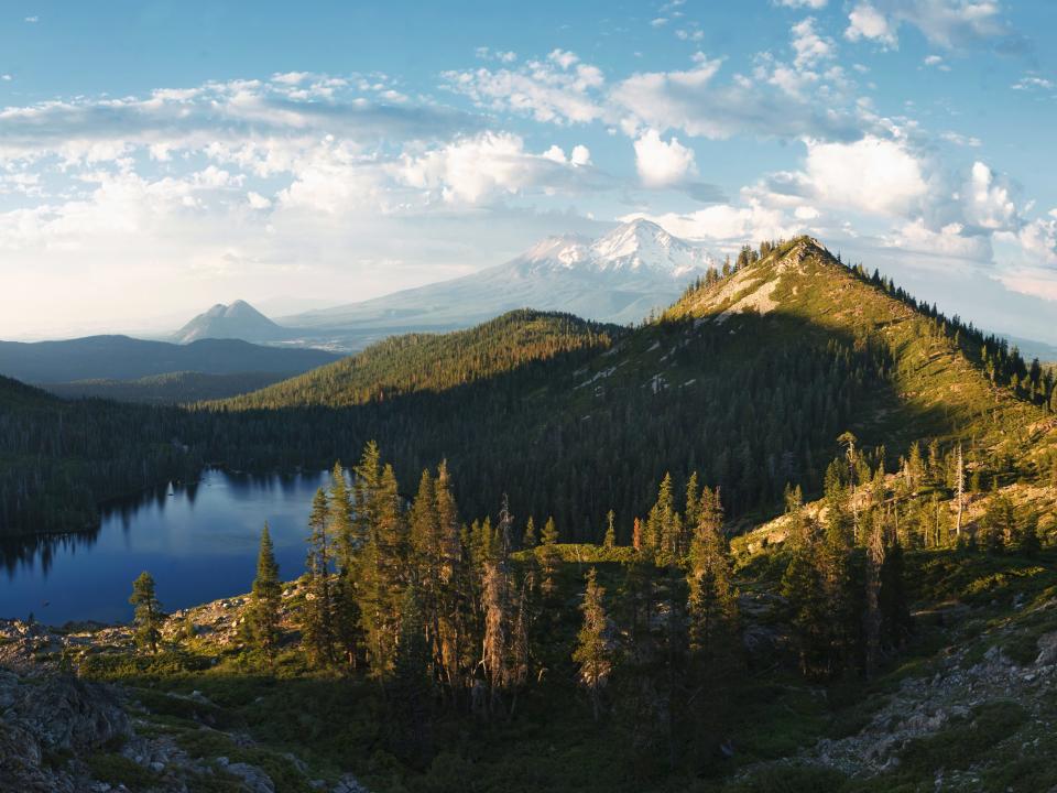 shasta trinity national forest