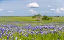 Texas-Bluebonnets-Spring-08-TXBLOOMS0316.jpg