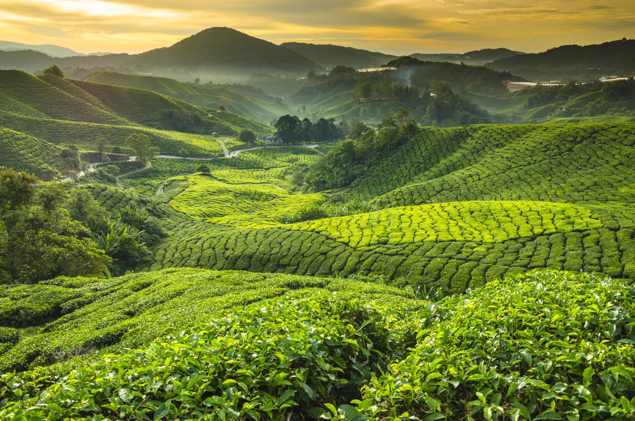 Cameron Highlands - Pahang Malaysia. (Photo: Getty)