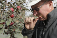 In this photo taken Tuesday, Oct. 15, 2019, Aaron Clark, vice president of Price Cold Storage, bites into a slice from a Cosmic Crisp apple, a new variety and the first-ever bred in Washington state, after pulling it off a tree in an orchard in Wapato, Wash. The Cosmic Crisp, available beginning Dec. 1, is expected to be a game changer in the apple industry. Already, growers have planted 12 million Cosmic Crisp apple trees, a sign of confidence in the new variety. (AP Photo/Elaine Thompson)