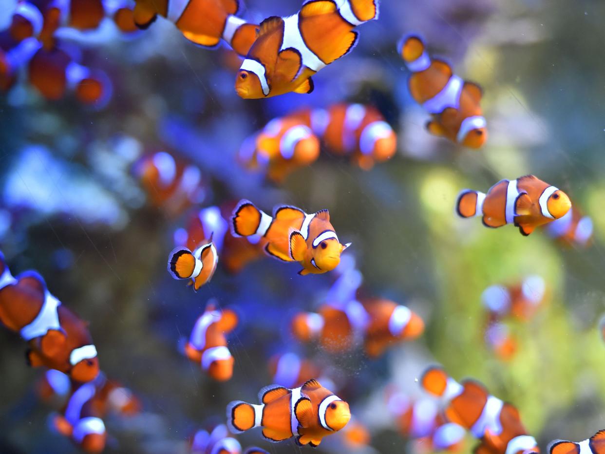 Clownfish swim at the Ocearium in Le Croisic, western France, on 6 December 2016 (AFP via Getty Images)