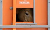 A Przewalski's horse peers out of a container on the way to Takhin Tal National Park, part of the Gobi B Strictly Protected Area, in south-west Mongolia, June 20, 2017. REUTERS/David W Cerny