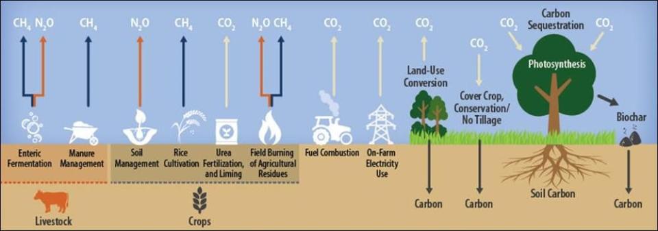 Many agricultural activities release carbon dioxide (CO₂), methane (CH₄) and nitrous oxide (N₂O) to the atmosphere. Some store carbon in plants and soil.