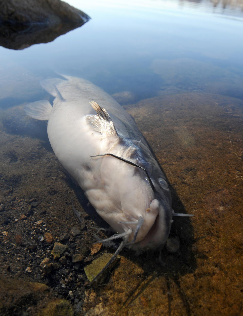 CORRECTS SPELLING OF OXYGEN - In this Wednesday, Jan. 14, 2014 photo, a dead cat fish lies on the east shore of the Sparks Marina in Sparks, Nev. As many as 100, 000 trout, catfish, and bass have died due to low dissolved oxygen levels in the lake, according to the Nevada Department of Wildlife. (AP Photo/The Reno Gazette-Journal, Andy Barron) NO SALES; NEVADA APPEAL OUT; SOUTH RENO WEEKLY OUT