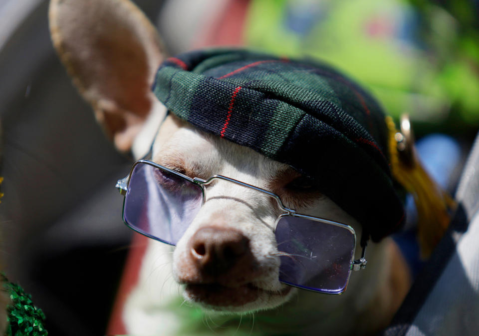 A costumed dog participates in a march to commemorate St. Patrick's Day and to remember the Irish who fought alongside the Mexican army in 1846 against the United States, in the Coyoacán municipality of Mexico City, on March 19, 2023.