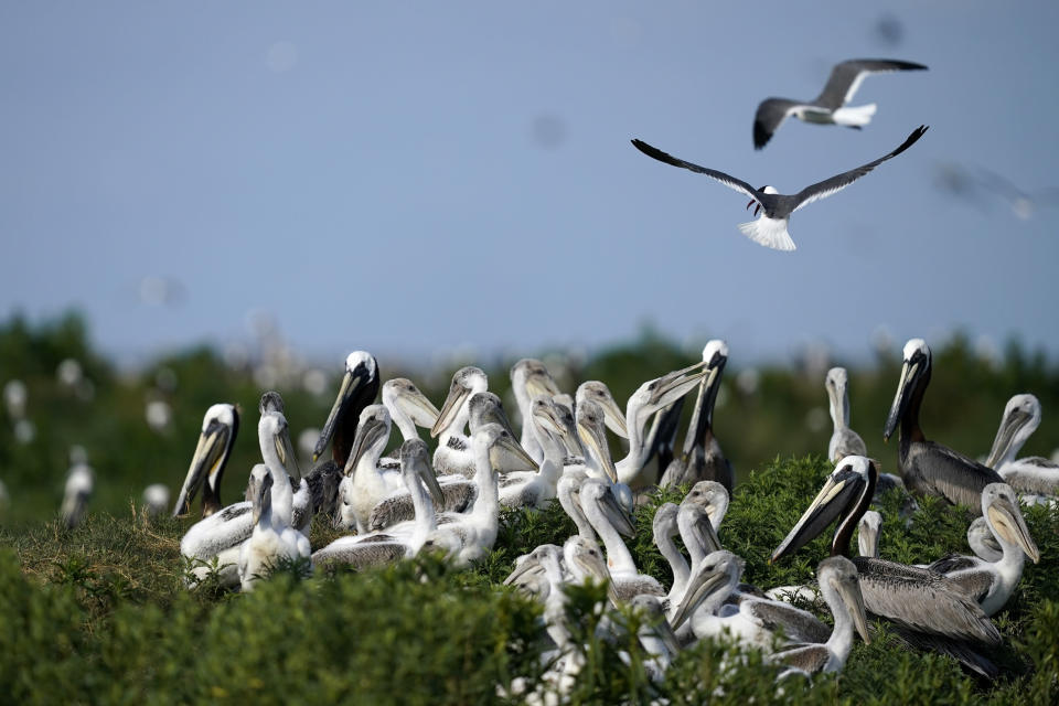 Young brown pelicans sit in their nest as terns fly overhead on Raccoon Island, a Gulf of Mexico barrier island that is a nesting ground for brown pelicans, terns, seagulls and other birds, in Chauvin, La., Tuesday, May 17, 2022. (AP Photo/Gerald Herbert)
