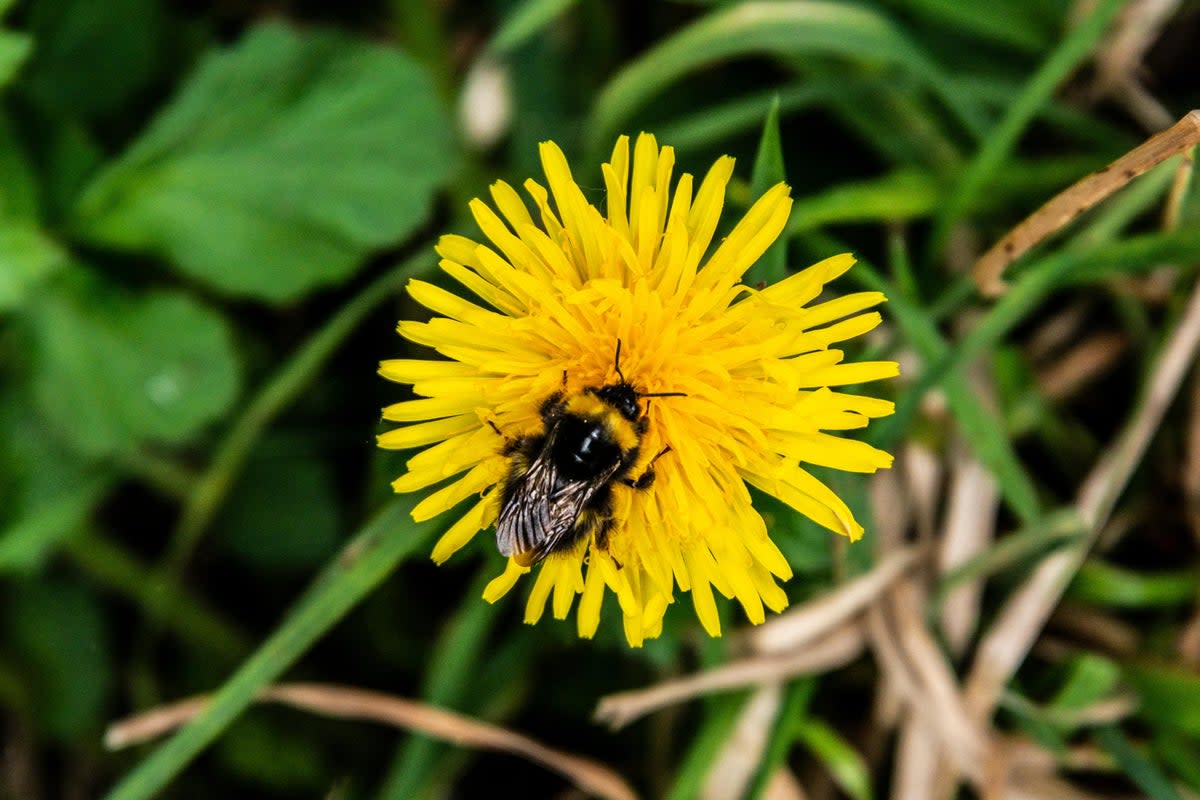 Allowing ‘weeds’ like dandelions to grow provides a welcome boosts to pollinating insects like bees  (Alamy/PA)