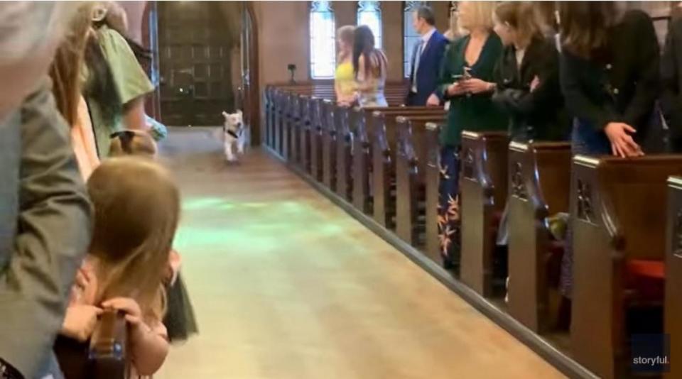 PHOTO: A golden retriever named Pancakes served as the ring bearer at his owners' wedding. (CloseUp Press via Storyful)