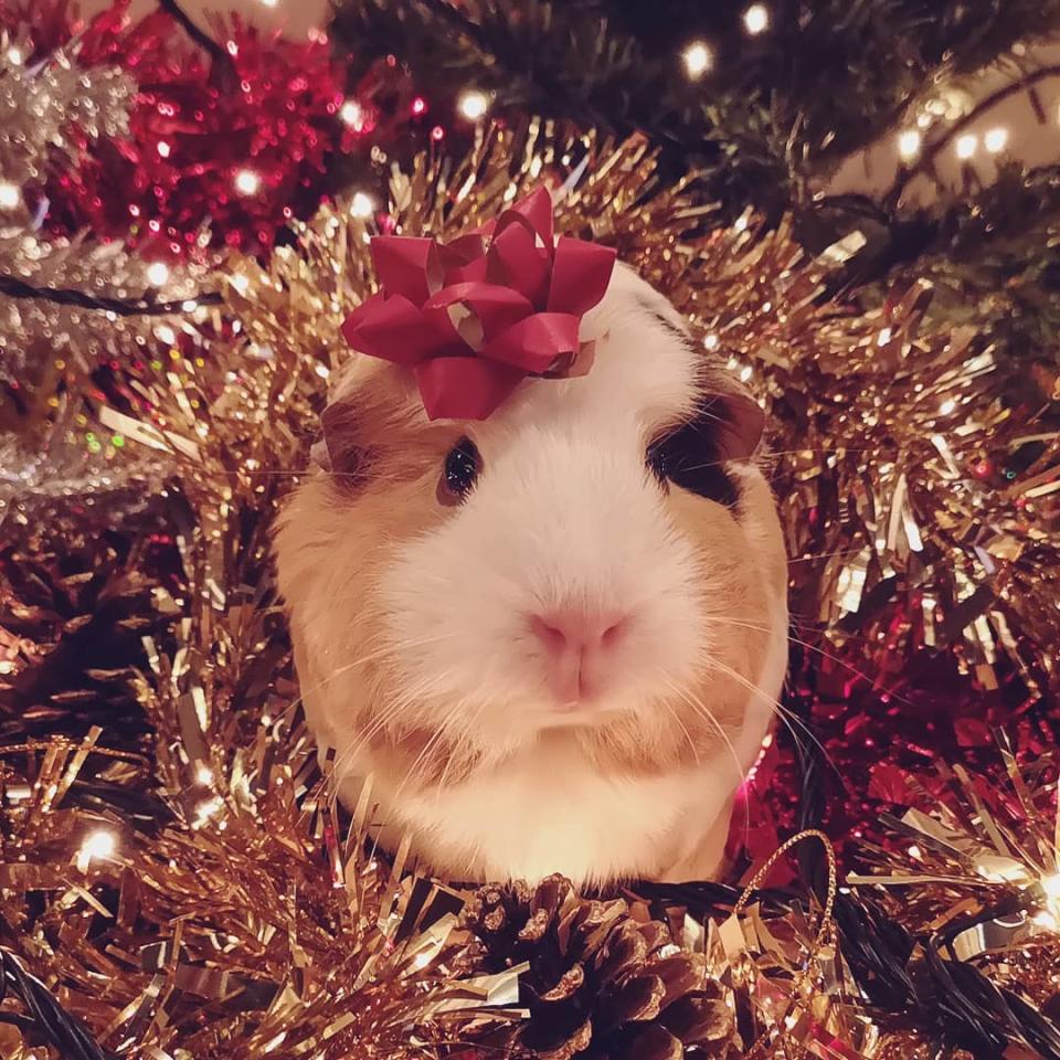 Mascotas con espíritu navideño