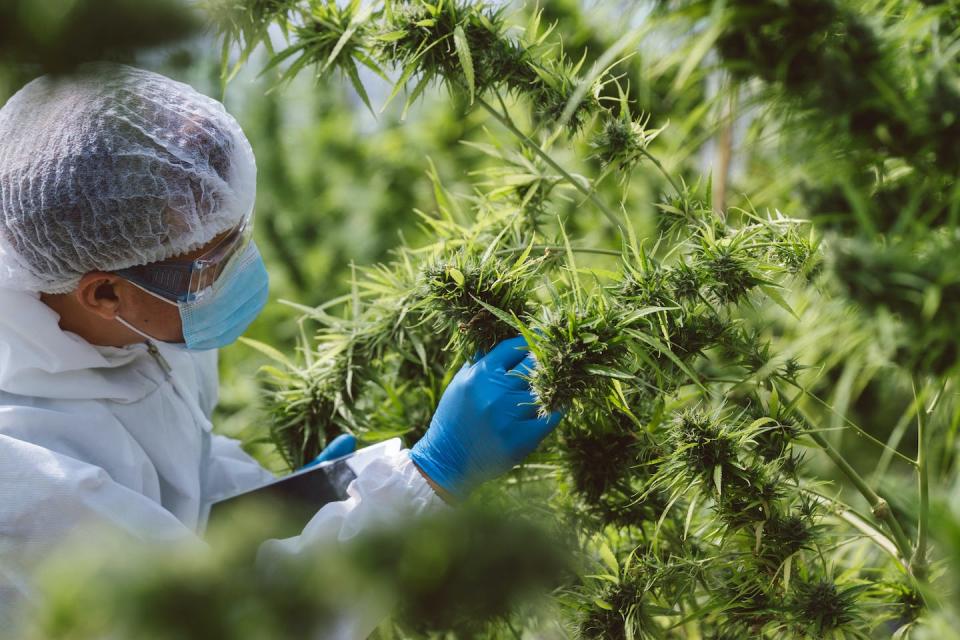 Fungal toxin regulation in cannabis is inconsistent across states. <a href="https://www.gettyimages.com/detail/photo/planting-cannabis-scientist-checking-hemp-plants-royalty-free-image/1298557699" rel="nofollow noopener" target="_blank" data-ylk="slk:Visoot Uthairam/Moment via Getty Images;elm:context_link;itc:0;sec:content-canvas" class="link ">Visoot Uthairam/Moment via Getty Images</a>