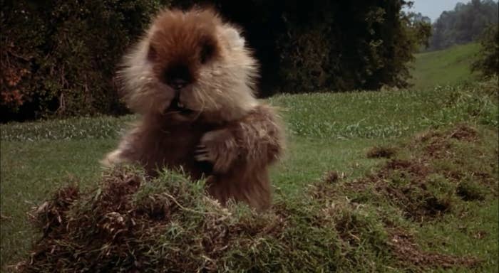 The gopher dancing in "Caddyshack"