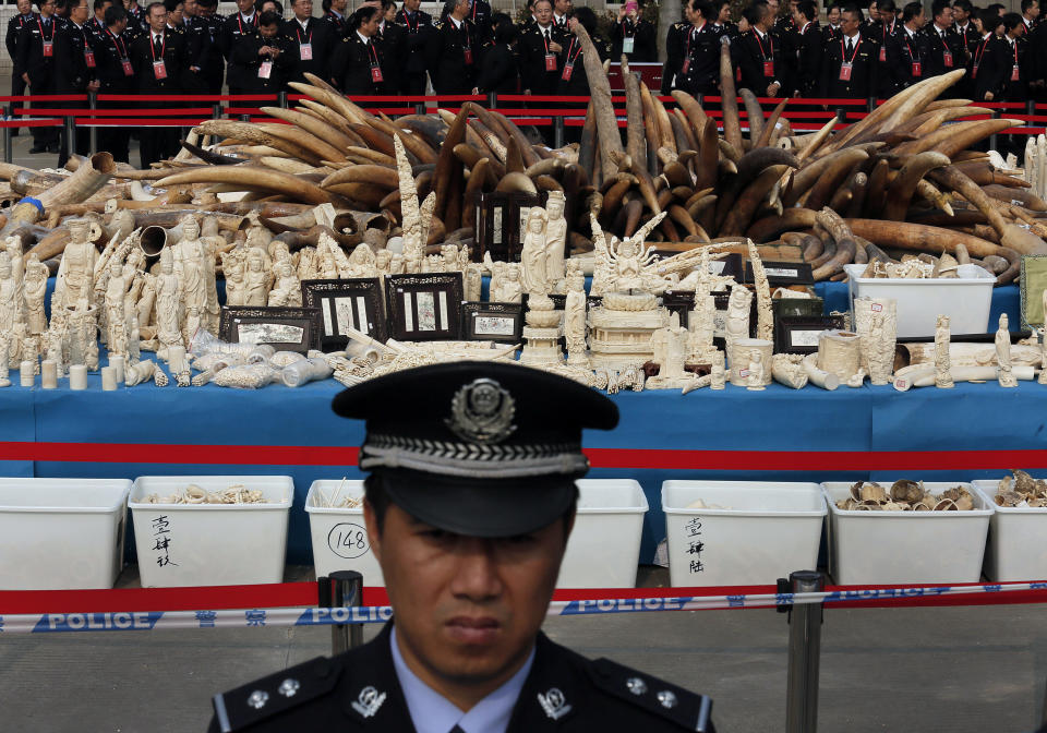 FILE - In this Monday, Jan. 6, 2014 file photo, a customs officer stands guard in front of confiscated ivory before its destruction in Dongguan, southern Guangdong province, China. The United Nations Environmental Program (UNEP) is marking the U.N.'s first ever World Wildlife Day Monday, March 3, 2014 to raise awareness about an illicit global trade in illegal timber, elephant ivory and rhino horns worth an estimated $19 billion. (AP Photo/Vincent Yu, File)