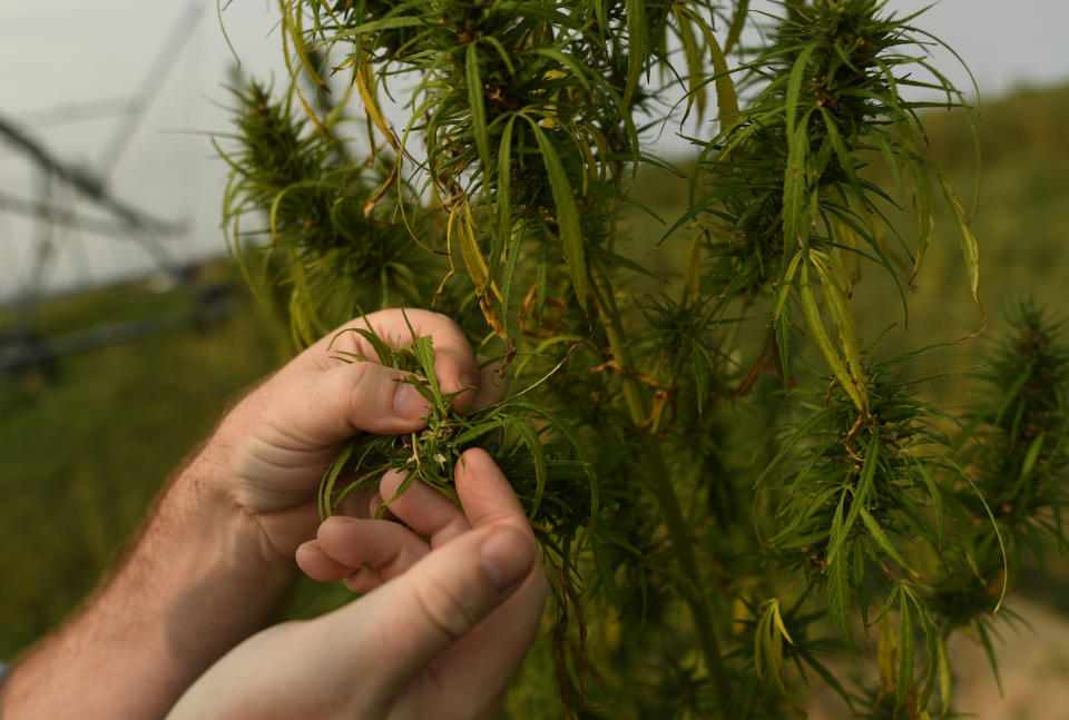 A close look at a hemp plant grown at a hemp farm in Colorado. (Photo: RJ Sangosti via Getty Images)