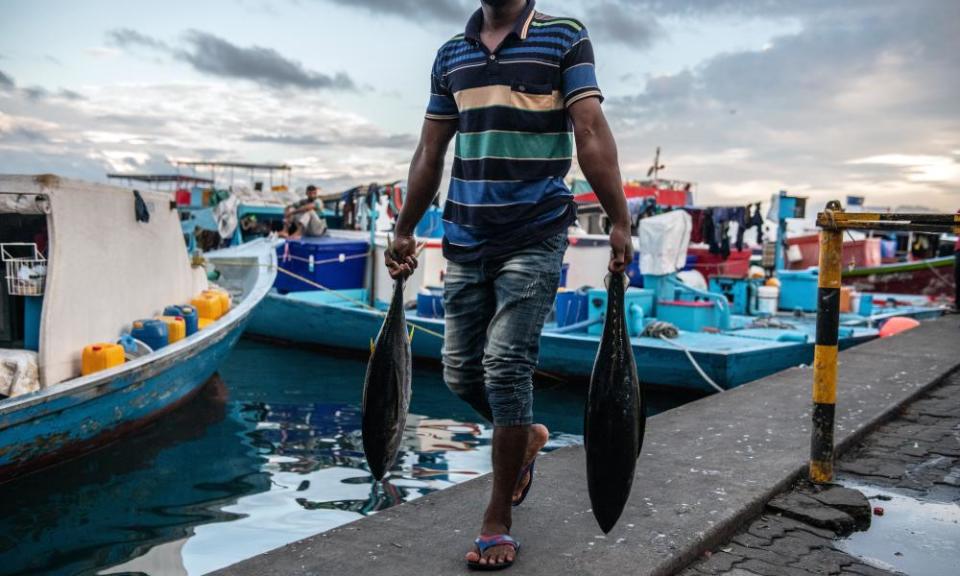 Tuna being unloaded at Malé. The fish are crucial for jobs and food security in the Maldives.