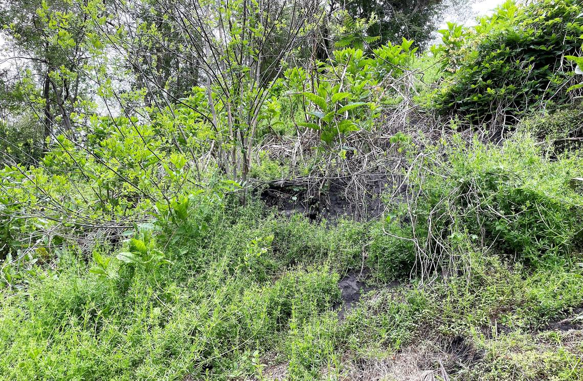 Chalky black coal ash peeks out from the hillside below the Chapel Hill Police Department. The area where the ash is located is contained behind multiple fences, just off the Bolin Creek Greenway. The town is still exploring what to do about its clean up.