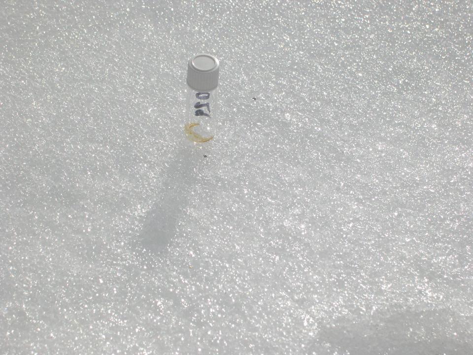 A small clear vial on a white background