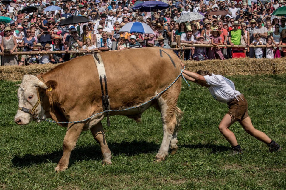 <p>A participant wearing traditional Bavarian lederhosen pushes her ox as she competes in the 2016 Muensing Oxen Race (Muensinger Ochsenrennen) on August 28, 2016 in Muensing, Germany. (Photo: Matej Divizna/Getty Images)</p>