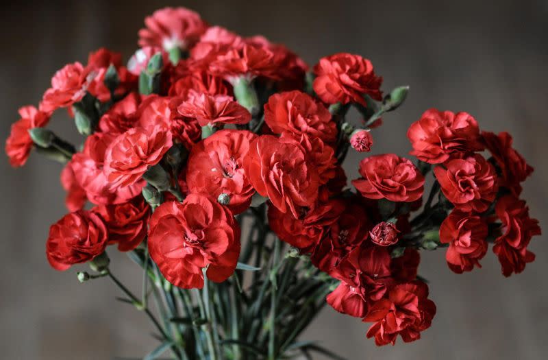 ▲康乃馨是母親節代表花卉，今年受產量減少影響，價格來到新高。（示意圖／取自pixabay）