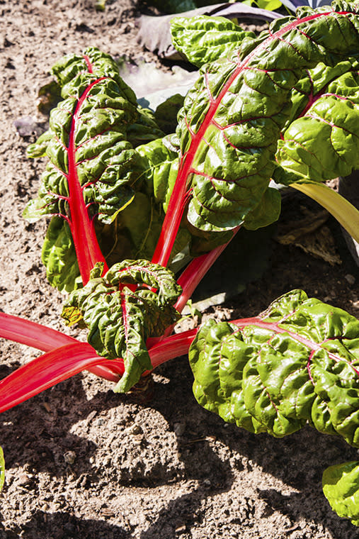 Silverbeet