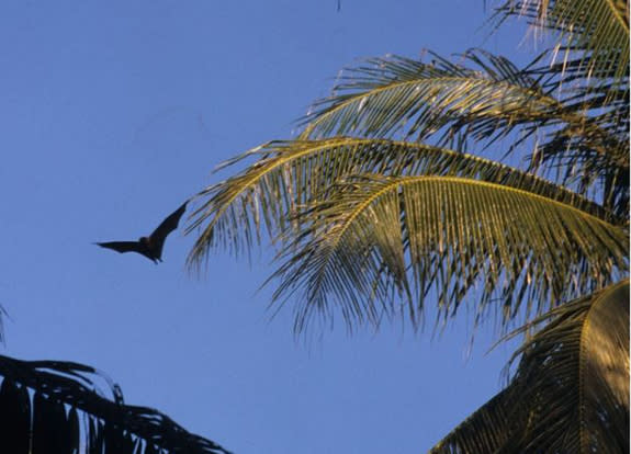 A Mortlock Islands flying fox in flight on Oneop Island.