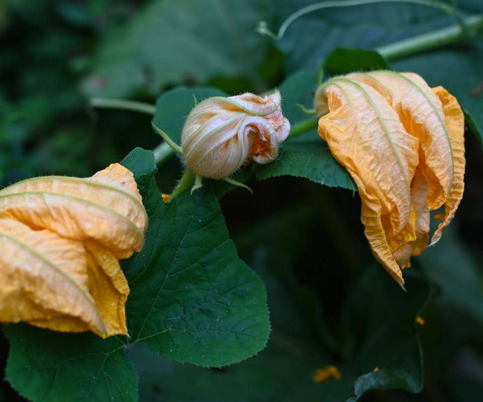 Zucchini flowers wilting