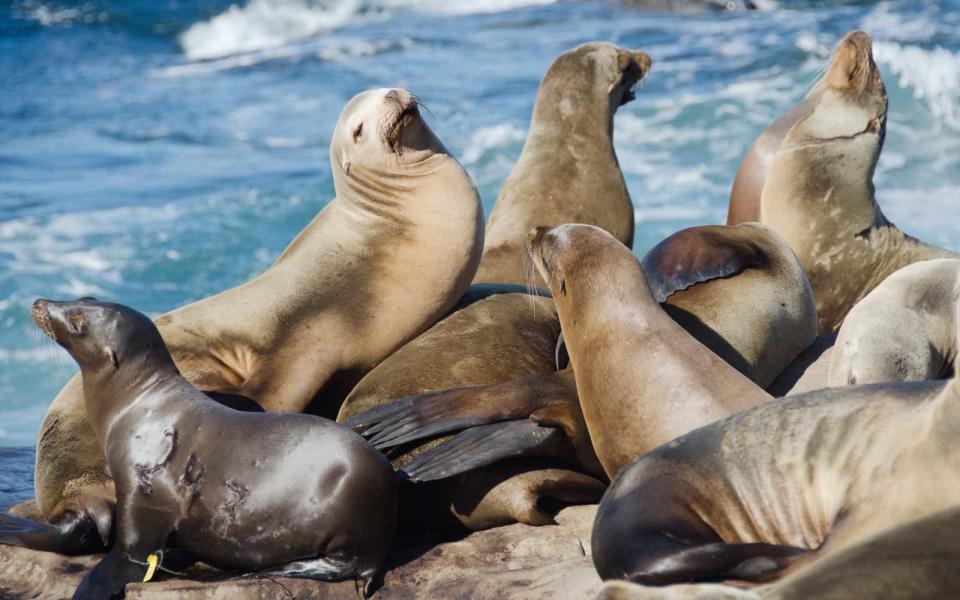 Sea Lions in California