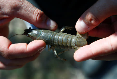 Andreas Stephan of the Karlsruhe University of Education holds a calico crayfish (Orconectes immunis) in Rheinstetten, Germany, August 9, 2018. REUTERS/Ralph Orlowski