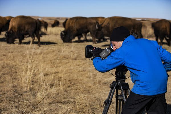 The American Buffalo