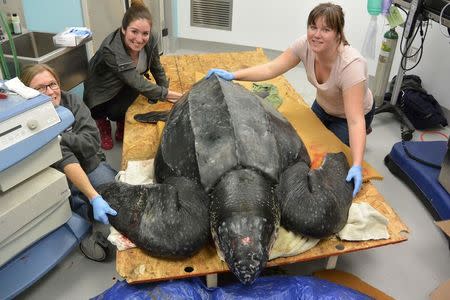 Workers at the South Carolina Aquarium in Charleston treat a 500-pound leatherback turtle in this undated handout photo obtained by Reuters March 9, 2015. REUTERS/South Carolina Sea Aquarium/Handout via Reuters