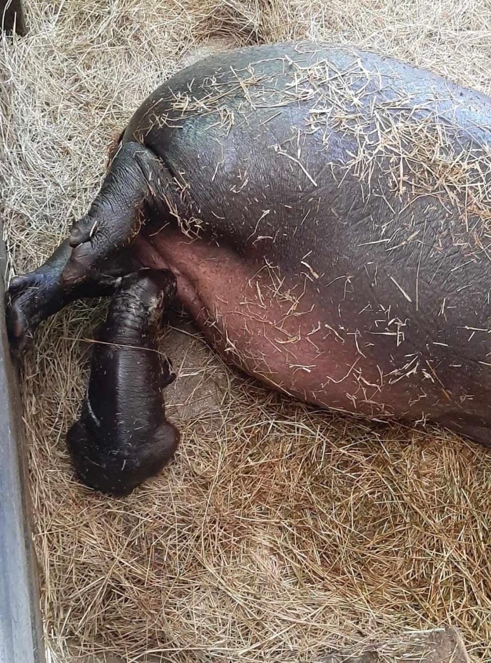 Hungry, Hungry Hippo! Endangered pygmy hippo born in Central Florida