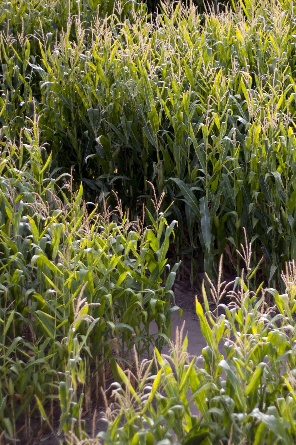 29) Rutledge Corn Maze in Olympia, Washington