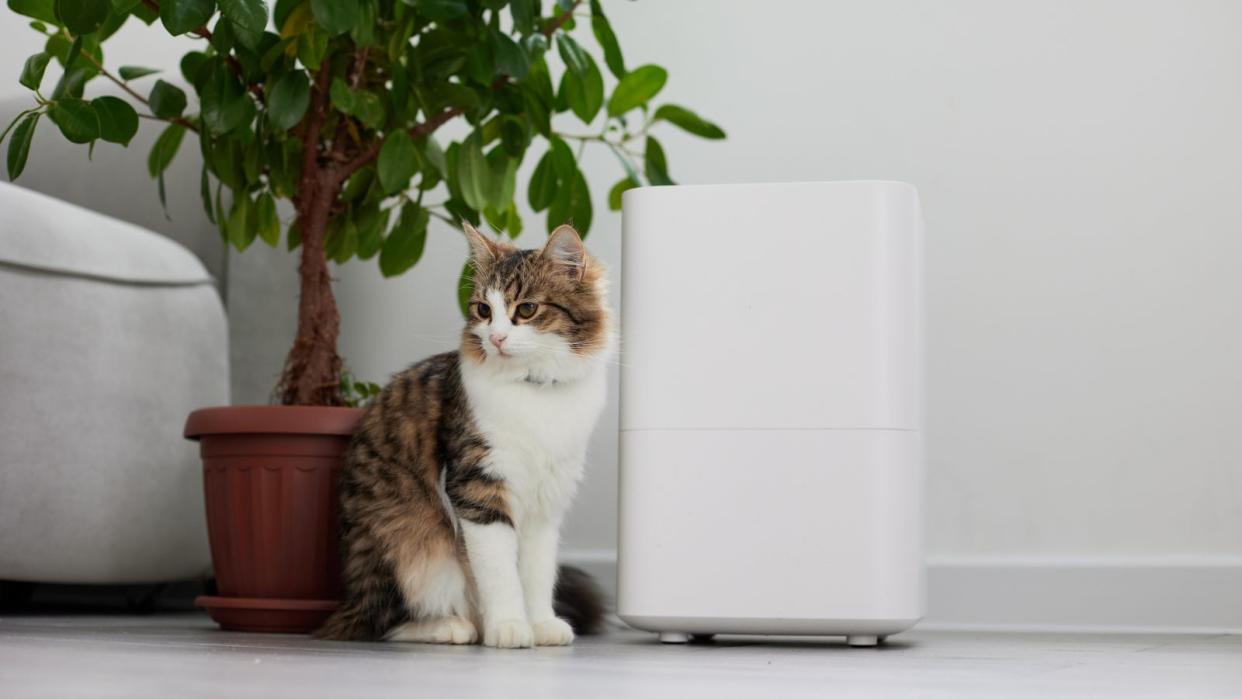  A white air purifier next to a long haired cat and a plant 