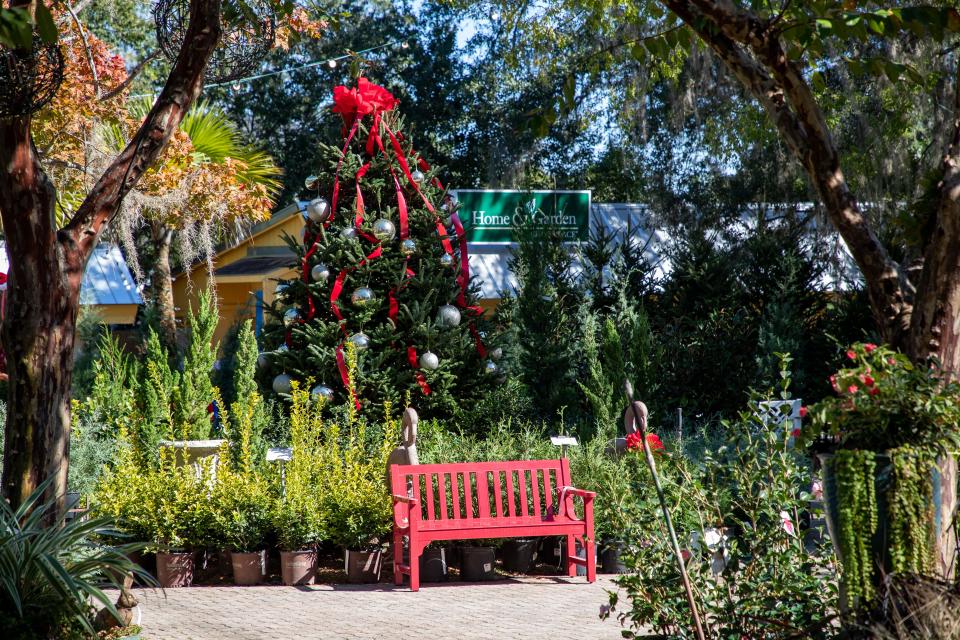 Rows of Christmas trees at Tallahassee Nurseries provide customers with many choices from height to species of the holiday tree Friday, Nov. 18, 2022.