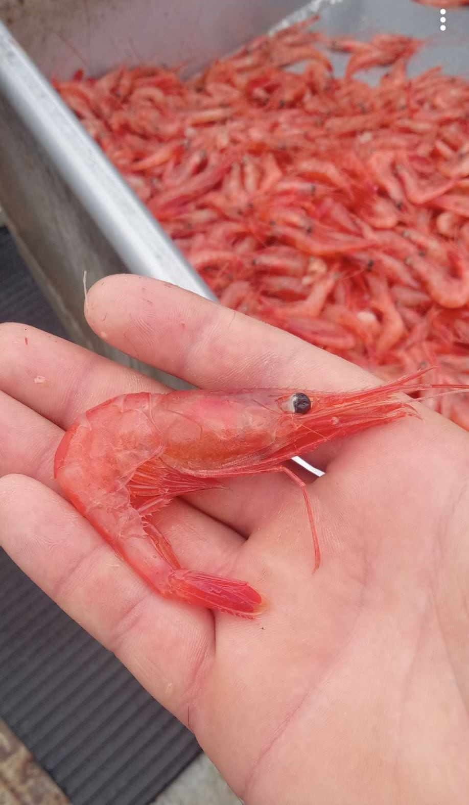 Cuts are expected when the 2024 shrimp quota is announced in the coming weeks.  (Submitted by  Ethan Barnaby - image credit)