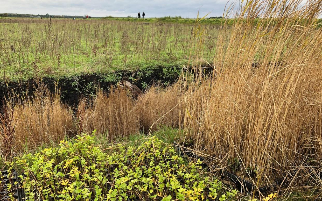 Important peat habitats are destroyed to meet demands for compost, conservationists say - PA