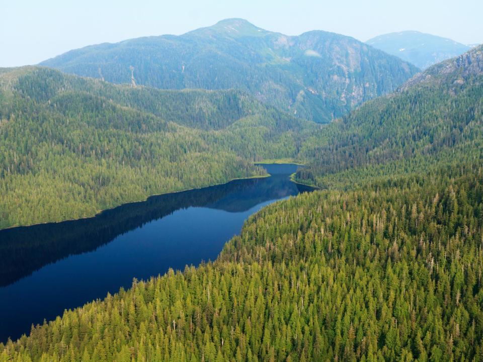 An aerial view of Tongass national forest in Alaska (Alan Wu)