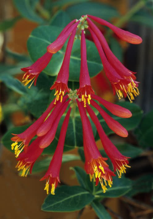 <p>This hardy perennial vine has gorgeous tube-shaped flowers. Pollinators such as hummingbirds and bees will flock to it! Make sure you choose <em>Lonicera sempervivens </em>or <em>Lonicera periclymenum,</em> not the invasive Japanese honeysuckle (<em>Lonicera japonica</em>), which will take over your entire garden. </p><p> <a class="link " href="https://www.provenwinners.com/plants/lonicera/scentsation-honeysuckle-lonicera-periclymenum" rel="nofollow noopener" target="_blank" data-ylk="slk:SHOP HONEYSUCKLE;elm:context_link;itc:0;sec:content-canvas">SHOP HONEYSUCKLE</a></p>