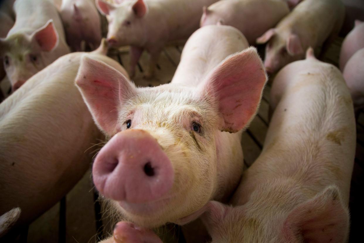 Iowa raised about 53.4 million pigs in 2022, the U.S. Department of Agriculture data shows.