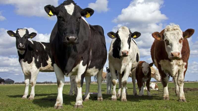 Cows with ear tags