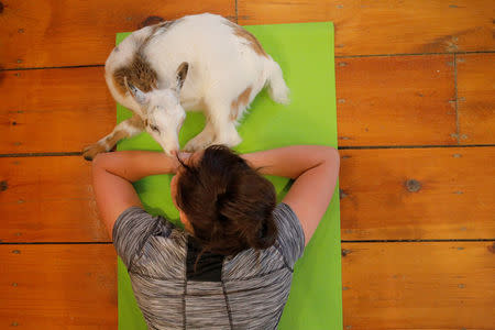 A goat lies with Kylie Kennedy during a yoga class with eight students and five goats at Jenness Farm in Nottingham, New Hampshire, U.S., May 18, 2017. Picture taken May 18, 2017. REUTERS/Brian Snyder