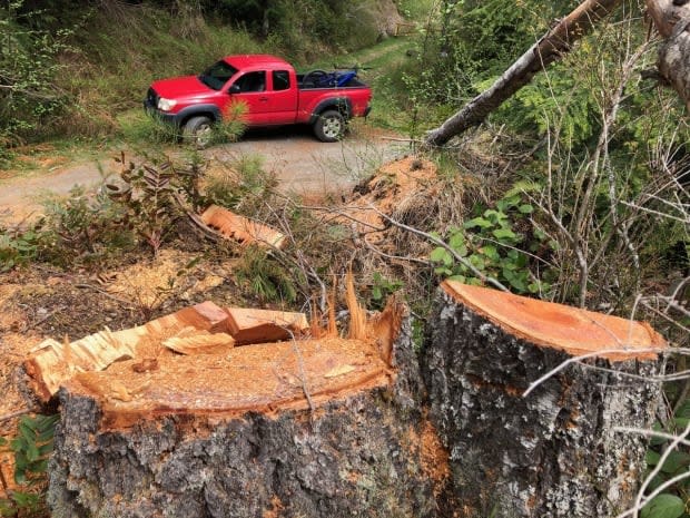 Dozens of Douglas fir trees have been found cut down in numerous sites in the forest reserve.