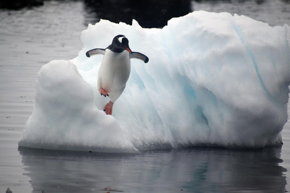 A gentoo penguin leaps off an ice floe (Kelton McMahon, University of Rhode Island/PA)