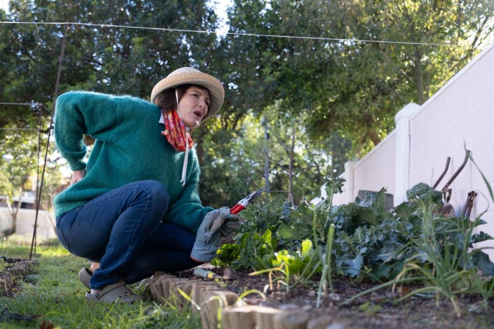 A-person-wearing-a-straw-hat-holds-garden-shears-near-a-vegetable-bed-and-shows-signs-of-a-sore-back.